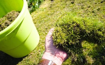 Чистый газон — как избавиться от мха и предотвратить его появление