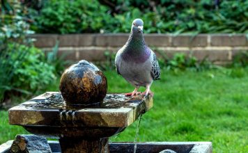 Городской попрошайка: как прогнать голубей из огорода и сада?