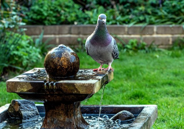 Как защитить участок от голубей? 10 способов прогнать птиц с огорода
