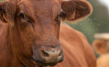 Как защитить домашний скот от насекомых: простые и понятные способы