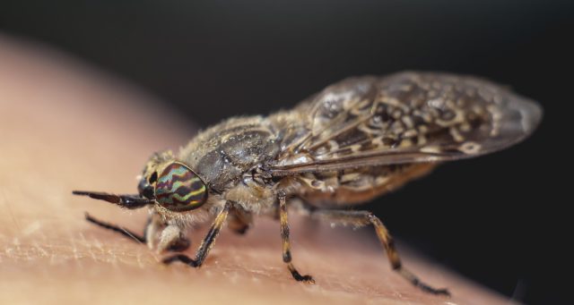 Слепни - кровососущие насекомые, которые переносят множество очень опасных болезней