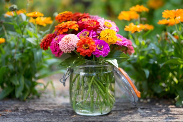 Циннии — красивые цветы, похожие на ромашки