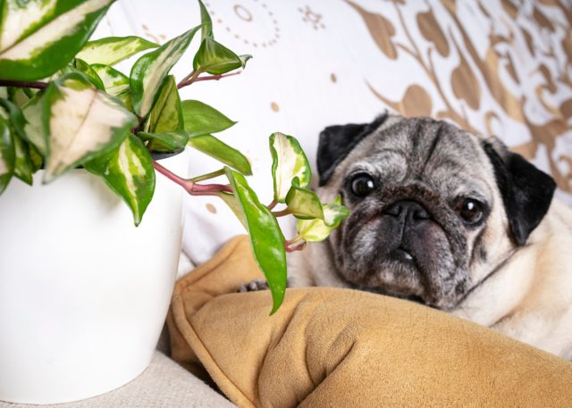 Осторожно, токсично для собак! 27 комнатных растений ядовитых для питомца