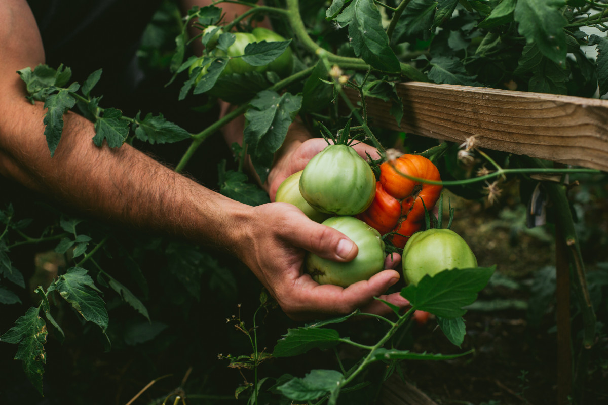 Почему не дозревают помидоры, и что с этим можно сделать? Фото — Ботаничка
