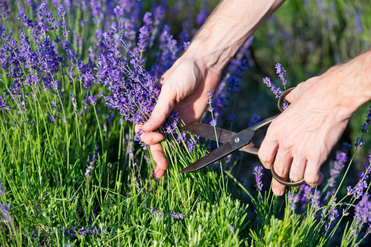 Польза сухих цветов лаванды: 4 эффективных рецепта для души и тела