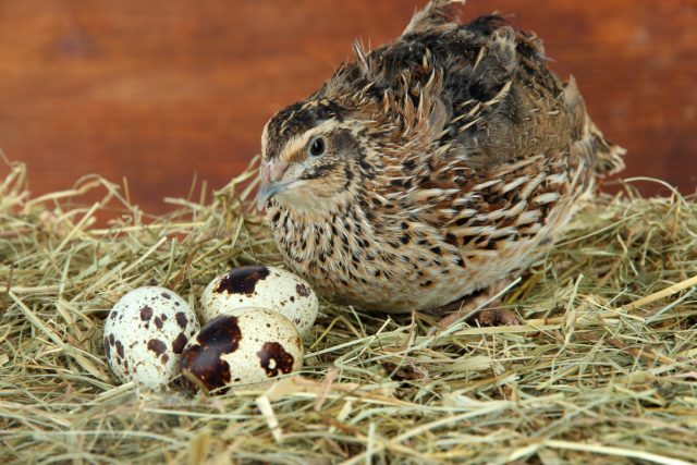За год домашняя перепелка способна отложить до 300 яиц