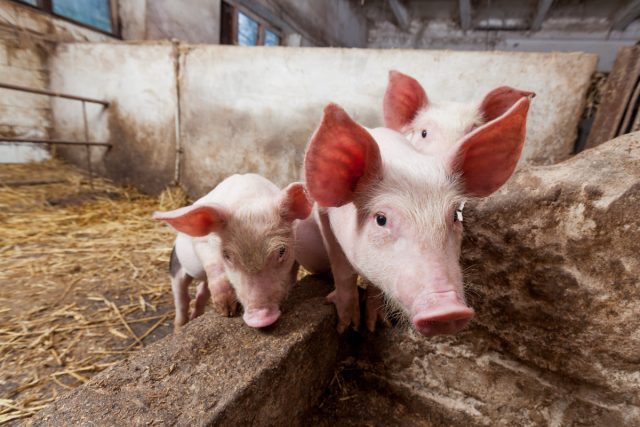 Содержание свиней летом — как обустроить летний домик для поросят?