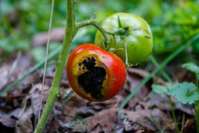 Спасаем урожай помидор — болезни томатов, которые испортят плоды