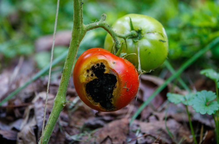 Спасаем урожай помидор: болезни томатов, которые испортят плоды