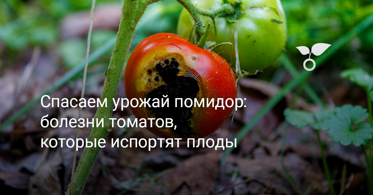 Корневые болезни томатов фото и чем лечить