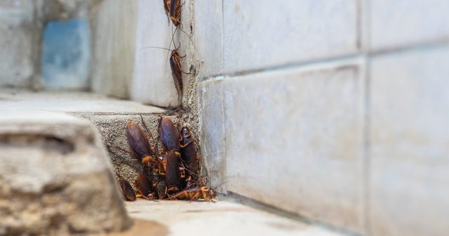 В нашей стране тараканы плотно соседствуют с людьми уже более 2 веков