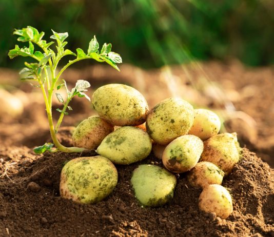 Урожай зеленого картофеля: что пошло не так?