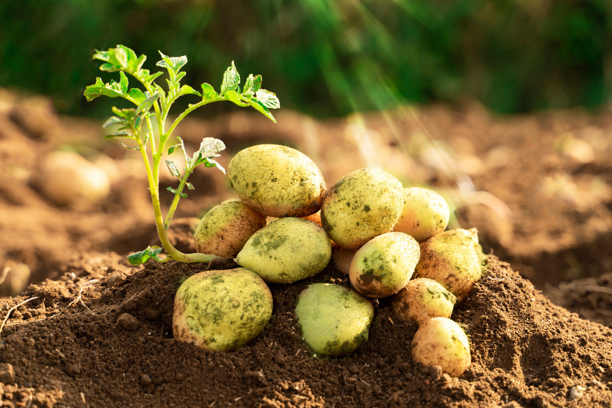 Урожай зеленого картофеля — что пошло не так? Фото — Ботаничка