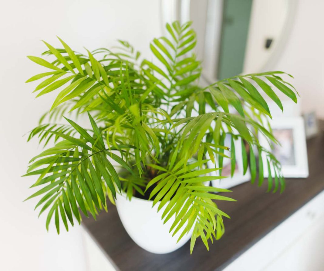The best plants for rooms without windows 12 options for every taste