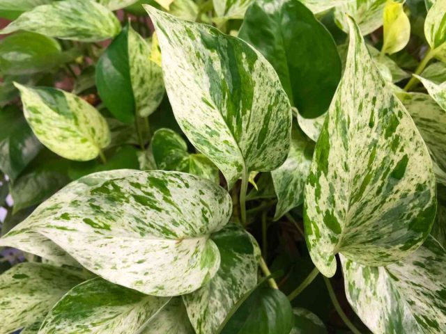 Потос «Сноу Квин» - привлекательное растение с пестрыми сердцевидными листьями зеленого, белого и мраморного оттенков.