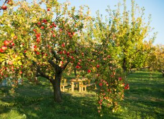 Закладываем плодовый сад — как выбрать деревья даже для маленького участка