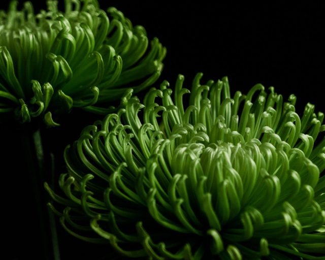 Хризантема «Анастасия Дарк Грин» (Chrysanthemum 'Anastasia Dark Green')