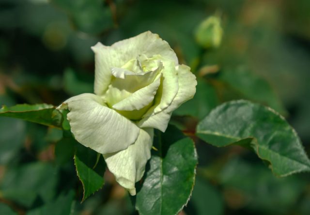 Роза «Грин Даймонд» (Rose 'Green Diamond')