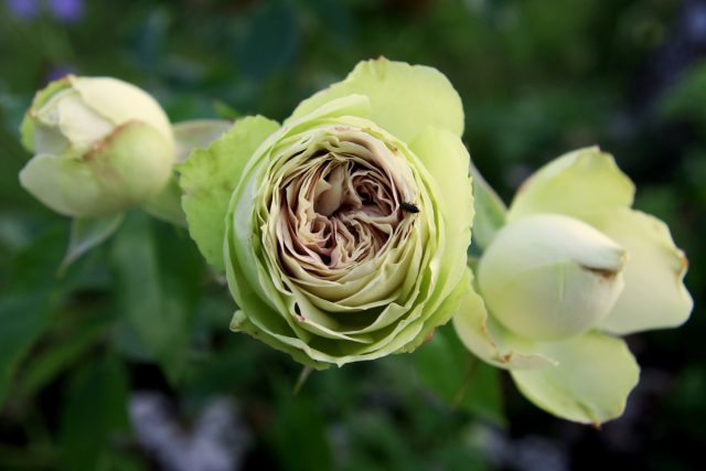 Роза «Лавли Грин» (Rose 'Lovely Green')