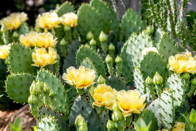 Опунция — одно из самых популярных и знаковых пустынных растений с зелеными сочными и листьями