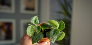 12 миниатюрных комнатных растений, которые поместятся на любой полочке