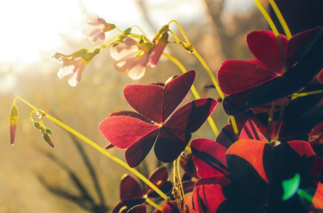 5 удивительных вариаций оксалиса — как вырастить и сохранить комнатную кислицу