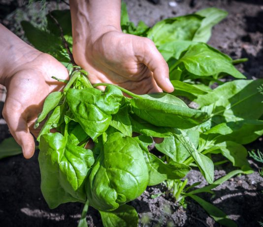 Овощи. Выращивание овощей в собственном огороде — Страница 34 из 43 —Ботаничка