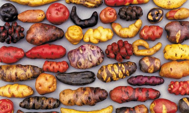 На рынках Перу, Чили, Боливии и Эквадора можно обнаружить картофельные клубни самого разного вида, цвета и вкуса