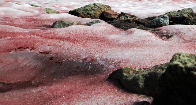 Ученые обнаружили необычное явление: ледник на Алтае покраснел из-за водорослей. 