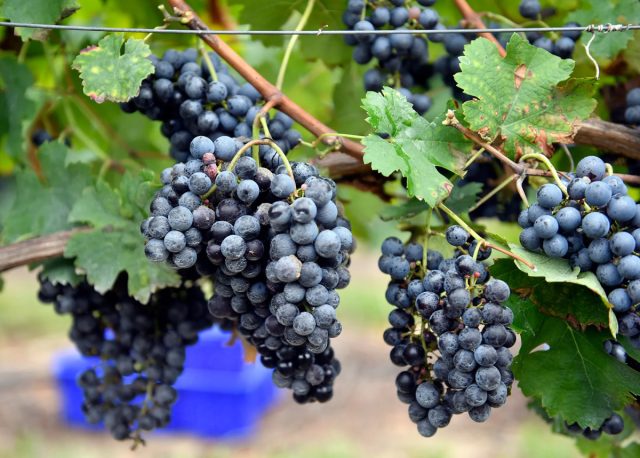 Виноград, ранние сорта, тоже начинает плодоносить в августе