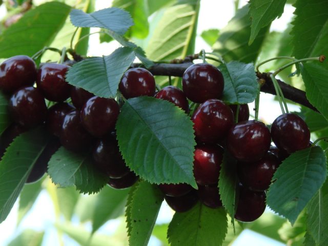 Дюки - гибриды черешни с вишней, плодоносят чуть позже черешни, вкус варьируется от почти черешневого до вишнёво-черешневого