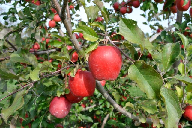 Яблони разных сроков плодоношения будут обеспечивать яблочками до морозов