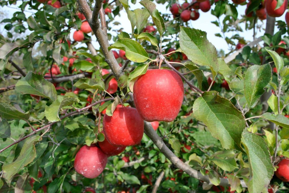 Яблоня в разные времена года. Яблони плодоносят через год. Королевское яблоко дерево. Яблони на морозе. Когда начинает плодоносить яблоня.