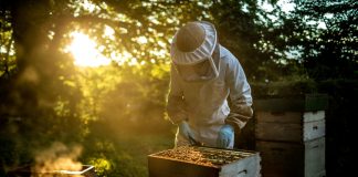 Как объединить пчелиные семьи осенью для успешной зимовки