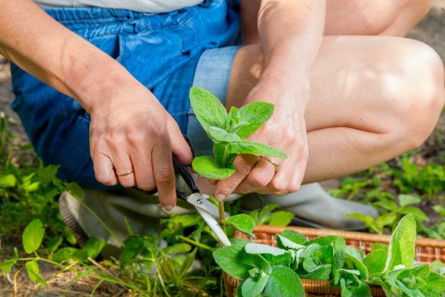 Как получить максимум пользы от мяты и не дать ей захватить сад