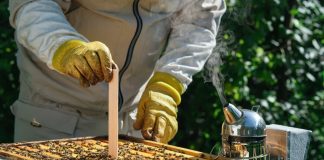 Как защитить пчёл от паразитов: обработка пасеки в конце лета