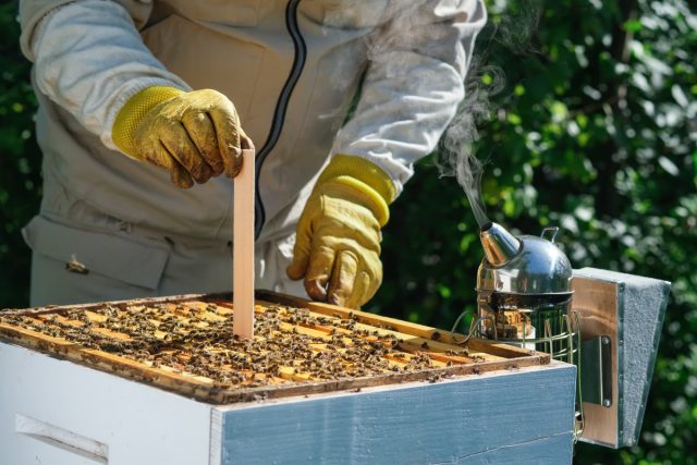 Как защитить пчёл от паразитов — обработка пасеки в конце лета