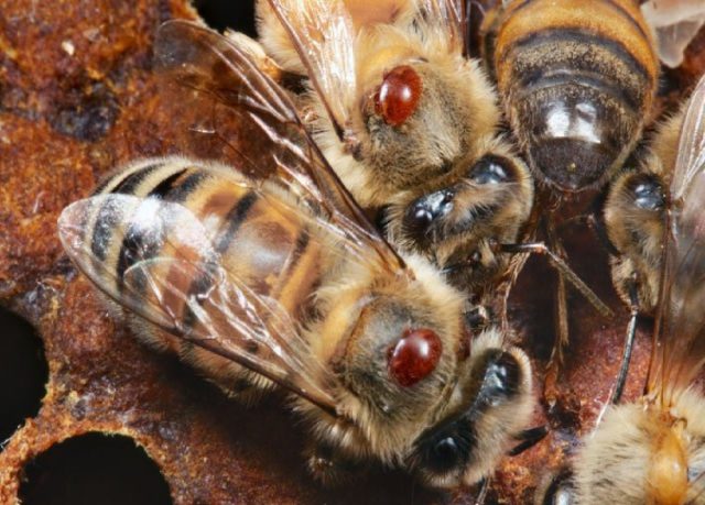 Клещ Варроа паразитирует на взрослых пчёлах и расплоде