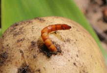 Картофель без вредителей — избавляемся от колорадского жука, проволочника и тли