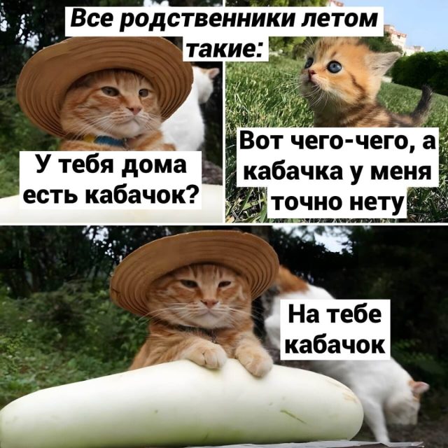 Котик в шляпе раздает кабачки. Не взять просто невозможно