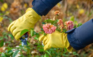 Наводим порядок в цветниках осенью: проверенный план работ для успешной зимовки растений