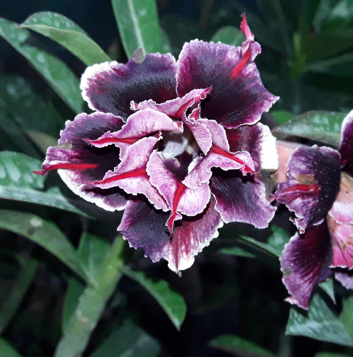 Adenium Obesum Desert Rose Cynthia