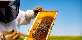 Работы на пасеке в августе — как пчеловоды заканчивают летний сезон?
