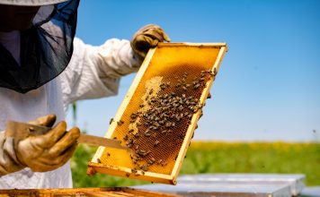 Работы на пасеке в августе — как пчеловоды заканчивают летний сезон?
