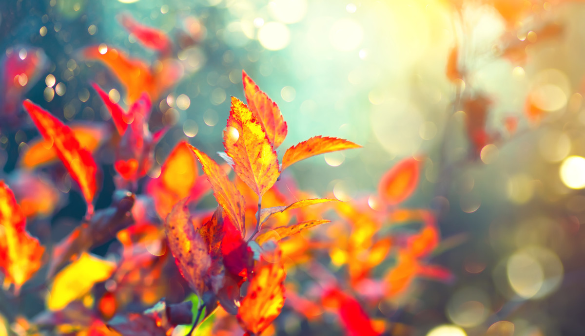Пламенные оттенки осени: 17 растений для яркой красоты в серые дни