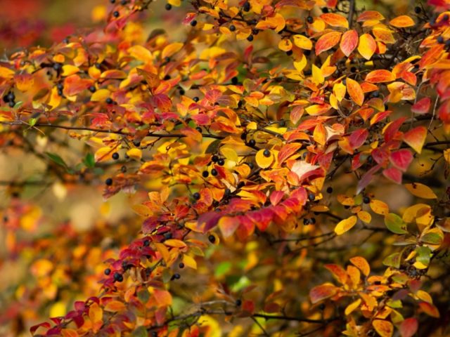 Осенью листва кизильника становится яркой, оранжево-пурпурной