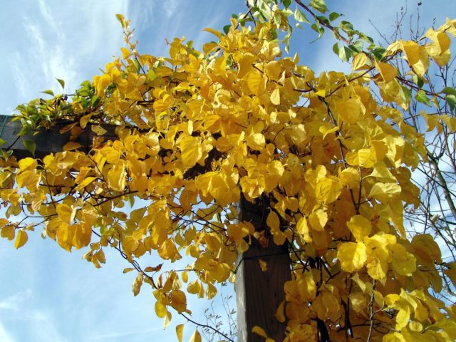 Особенную привлекательность приобретает осенью, когда листья окрашиваются в оранжевато-золотистые тона