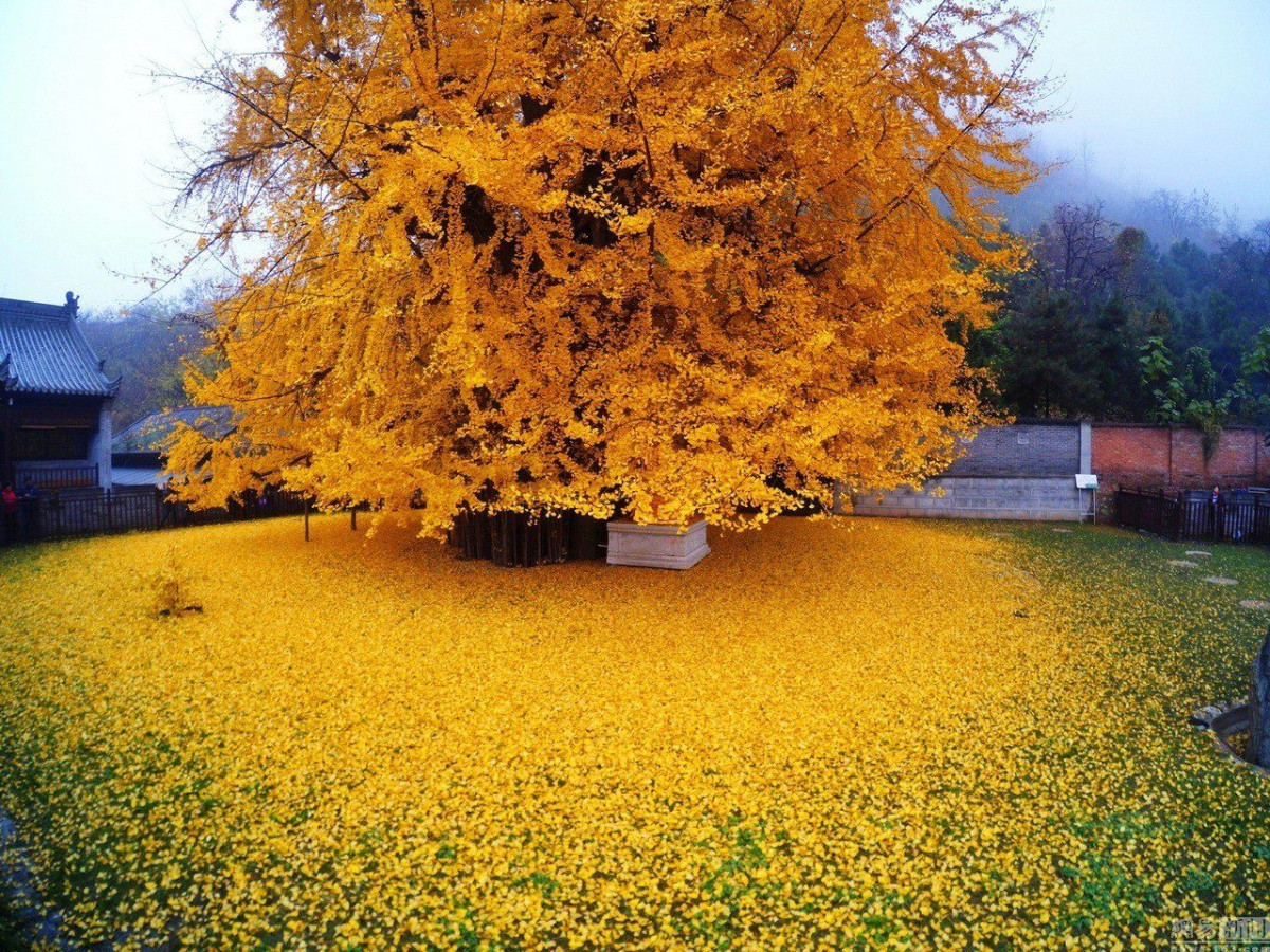 Пламенные оттенки осени: 17 растений для яркой красоты в серые дни