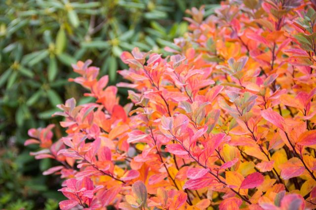 У сорта «Фробелия» ('Froebelii') пурпурный молодой прирост, темно-зеленая листва летом и ярко-красная осенью