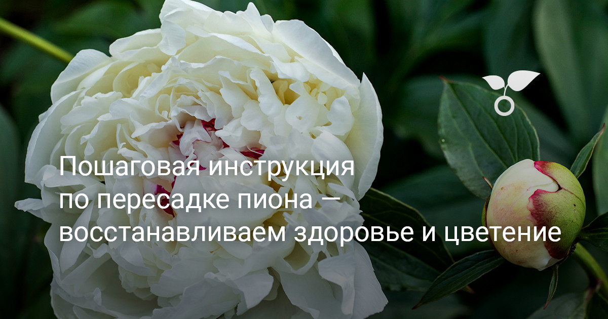 Когда осенью можно пересадить пионы на другое место | Пионы, Цветение, Садоводство